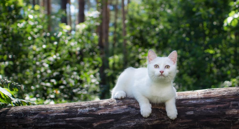 Katze auf Baumstamm