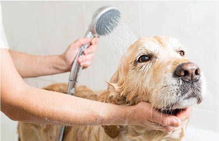 Hund beim Baden