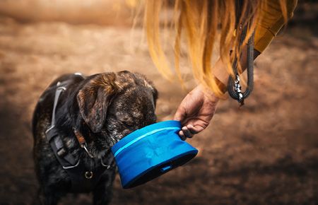 Hund trinkt aus Reisenapf