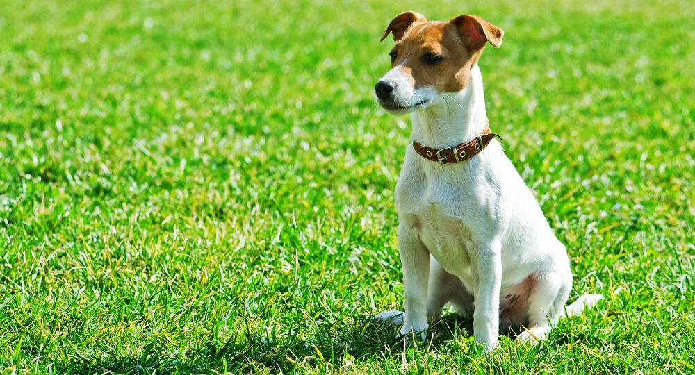 Jack Russell Terrier