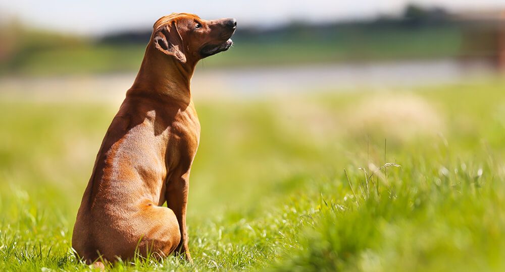 Rhodesian Ridgeback