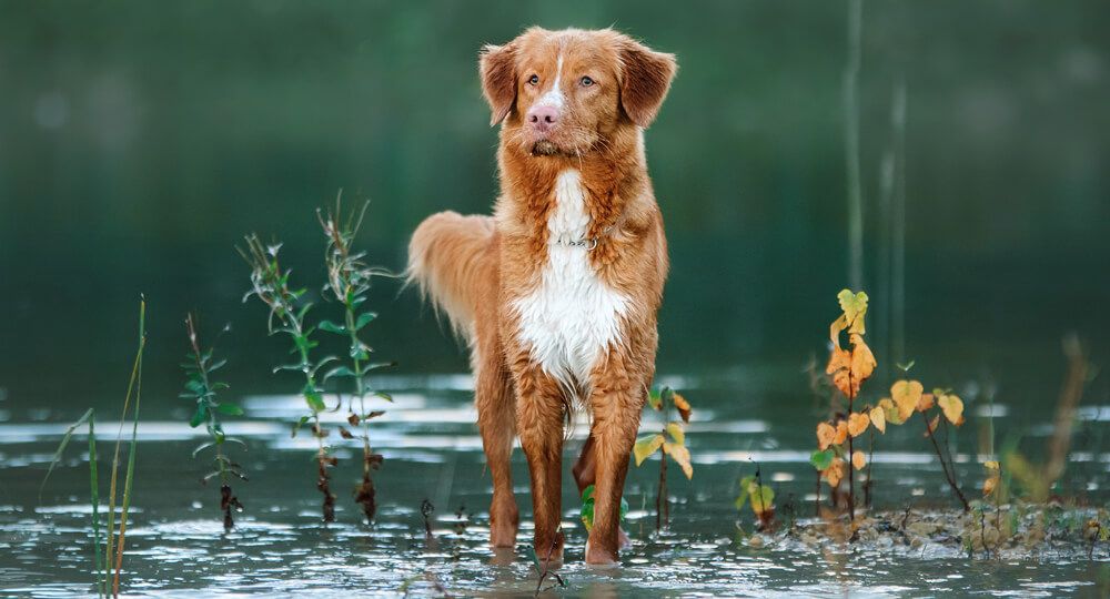 Flat Coated Retriever