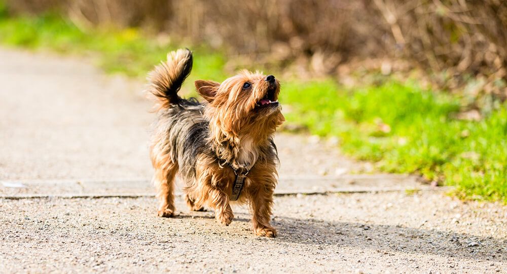 Yorkshire Terrier