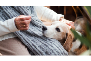 Maison de retraite pour animaux de compagnie