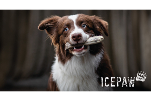 Icepaw