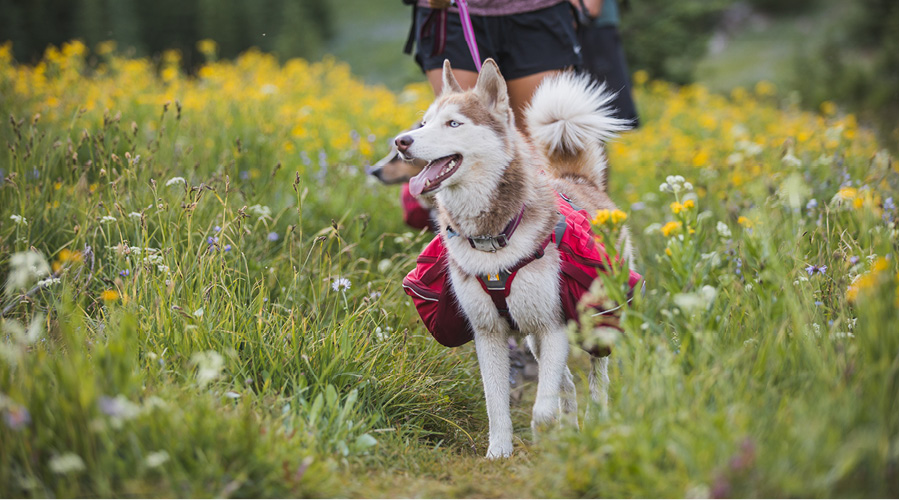 Sacs à dos pour chiens