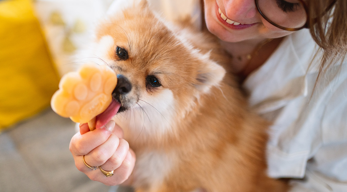 Hundeglacé & Zubehör