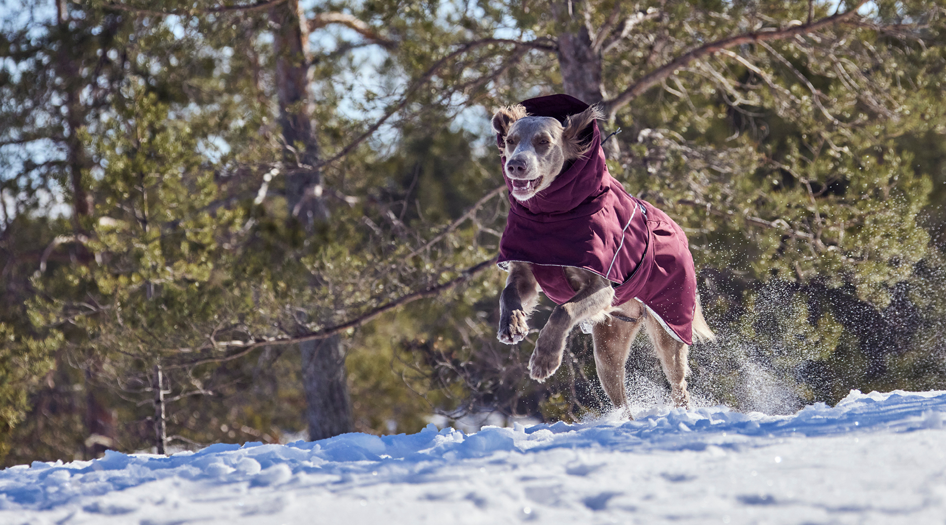 Manteaux pour chiens