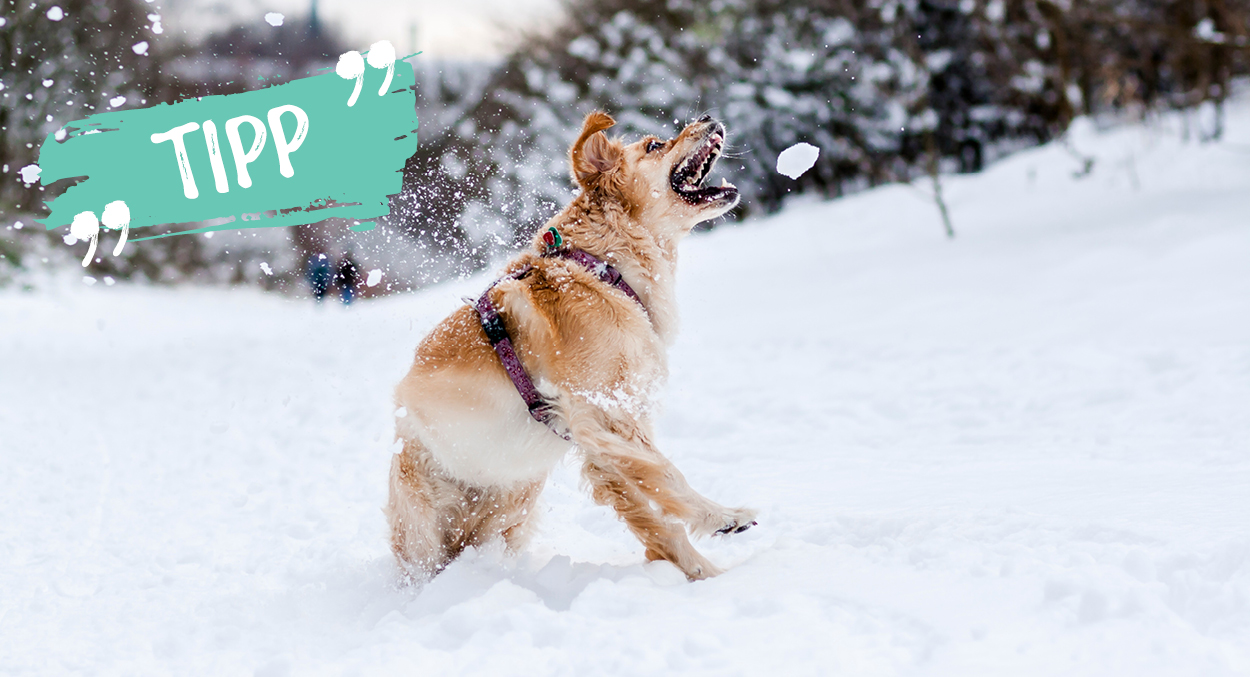 Puis-je laisser mon chien manger de la neige?