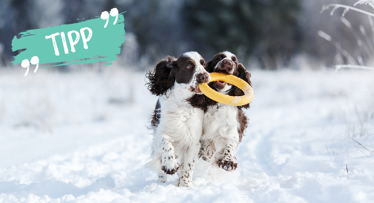 Winterspielzeug für Hunde: Spass im Schnee