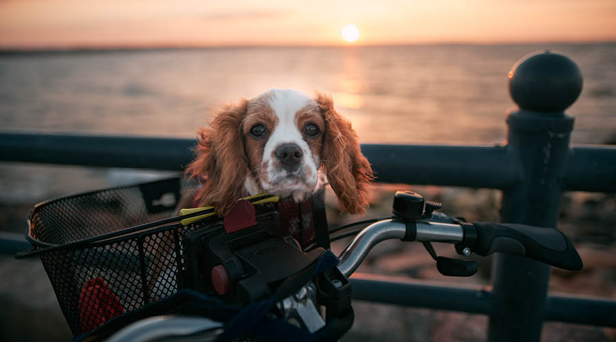 En route à vélo