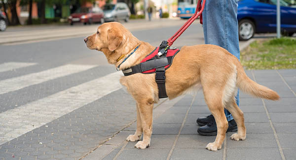 Blindenführhunde – Treue Helfer