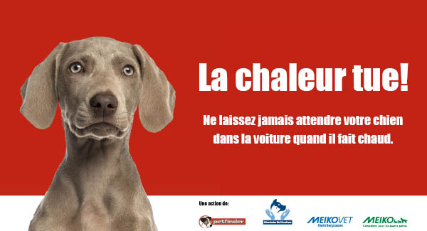 Voyager en voiture avec votre chien - QUATRE PATTES en Suisse -  organisation de protection des animaux