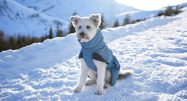 Chaleur bienfaisante avec le manteau adapté à votre chien