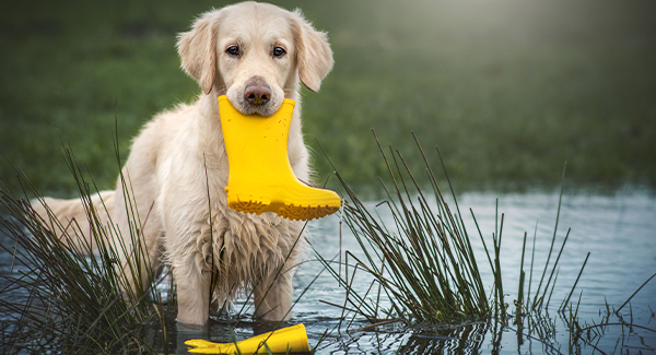 Kalte und Nasse Tage – Unsere Pflegetipps für Hundefell, Pfoten und mehr