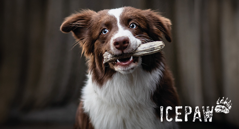 Icepaw – Das ganzheitliche Ernährungsprogramm aus dem Nordmeer für Hunde und Katzen