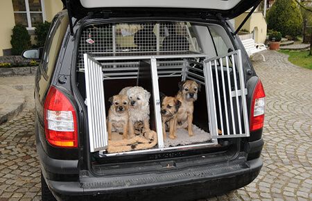 eing Siège voiture chien ou animal domestique - Cage transport petits  chiens, avec cage transport chien, siège voiture robuste chiens petite et