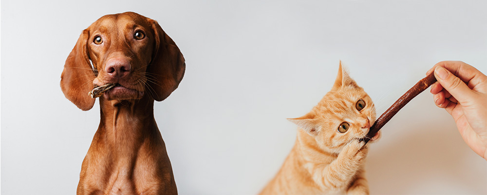 Chien et chat avec articles à mâcher