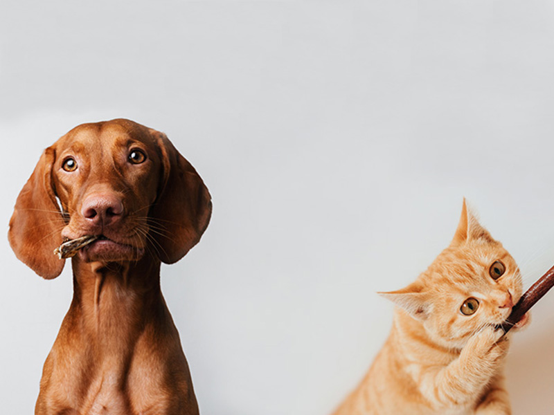 Chien et chat avec articles à mâcher