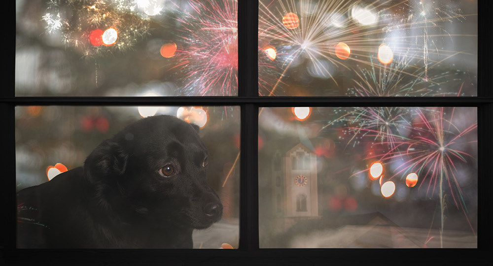 Feuerwerks Angst bei Hunden