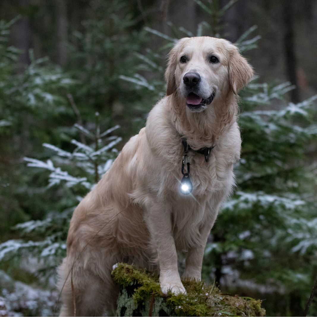 Hund mit Orbiloc Sicherheitslicht