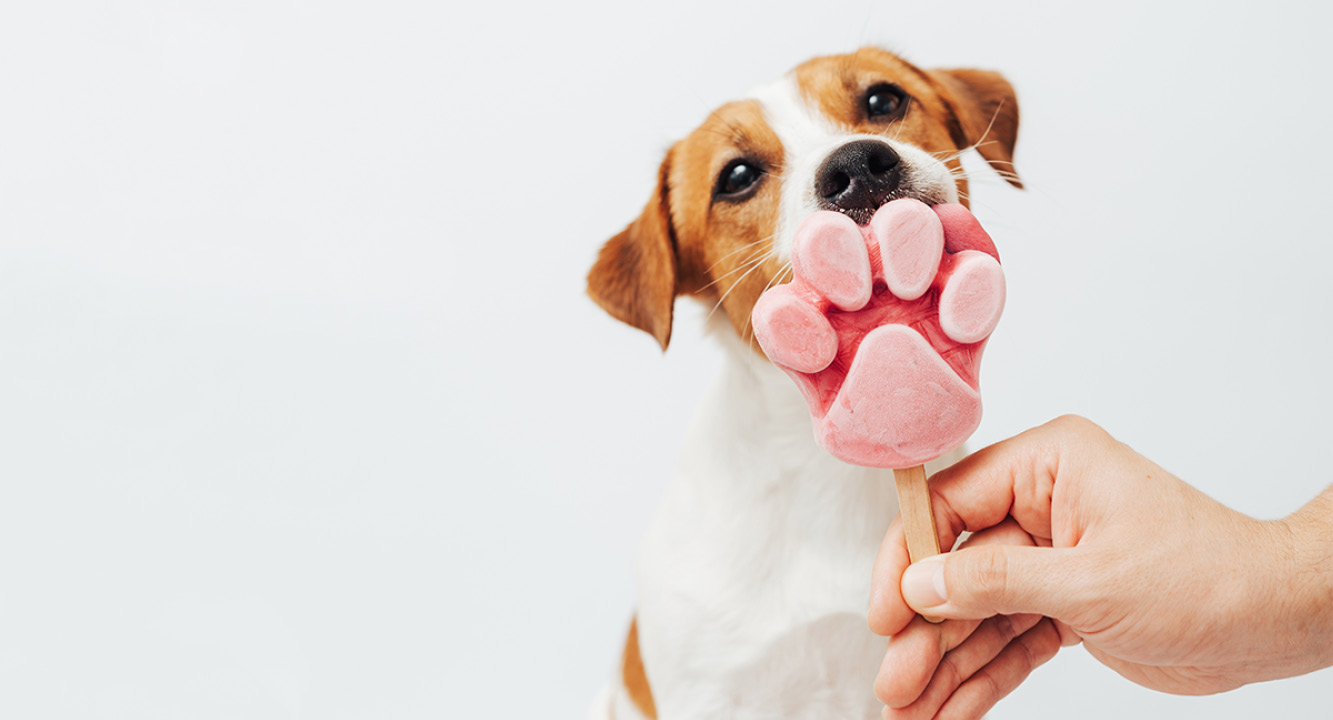 Hund mit Glace