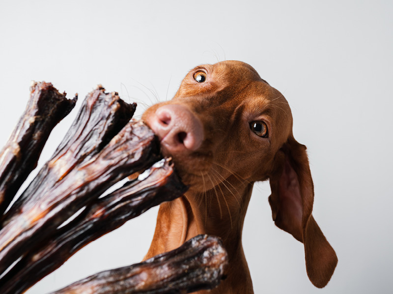 Chien avec articles à mâcher