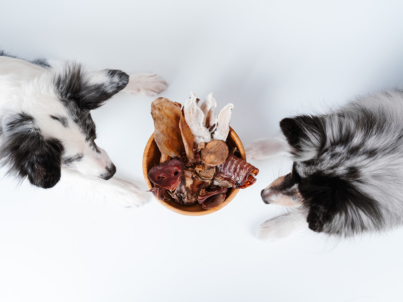 Hunde mit Kauartikeln