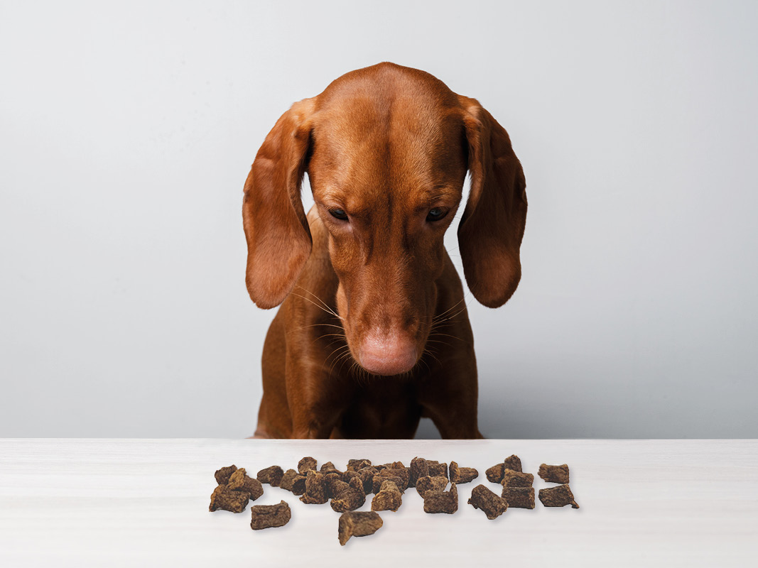 Chien avec friandises