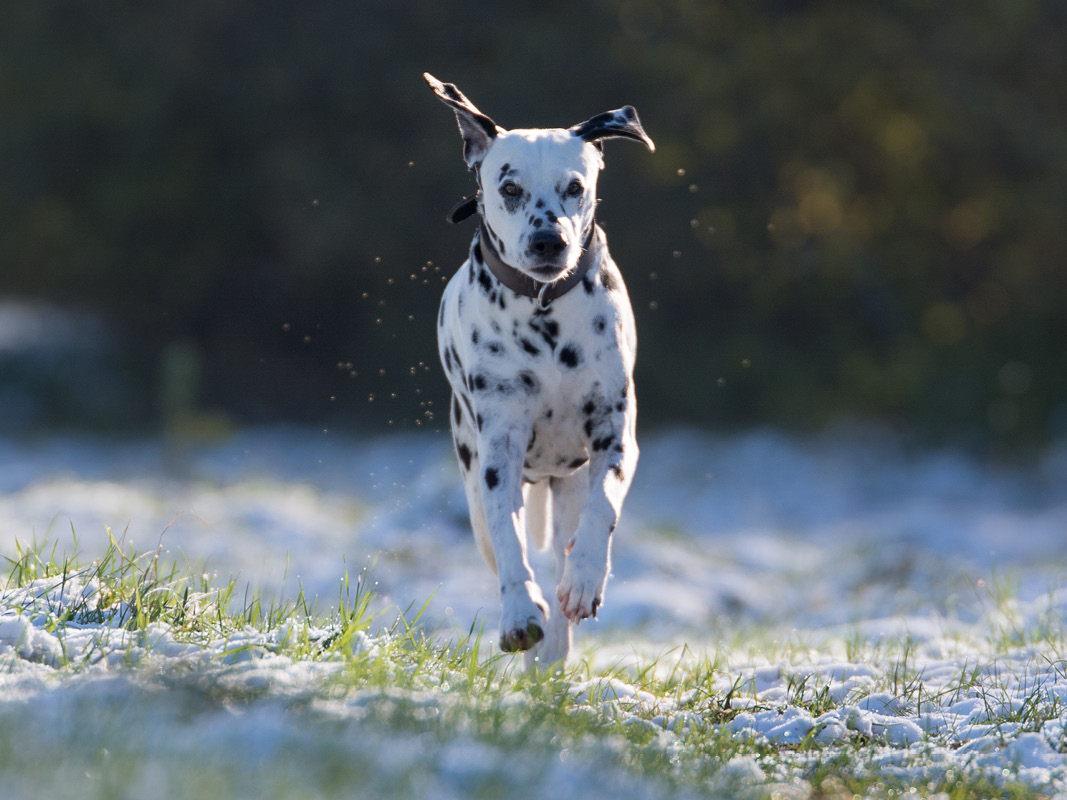 Hund springt auf Wiese mit Schnee