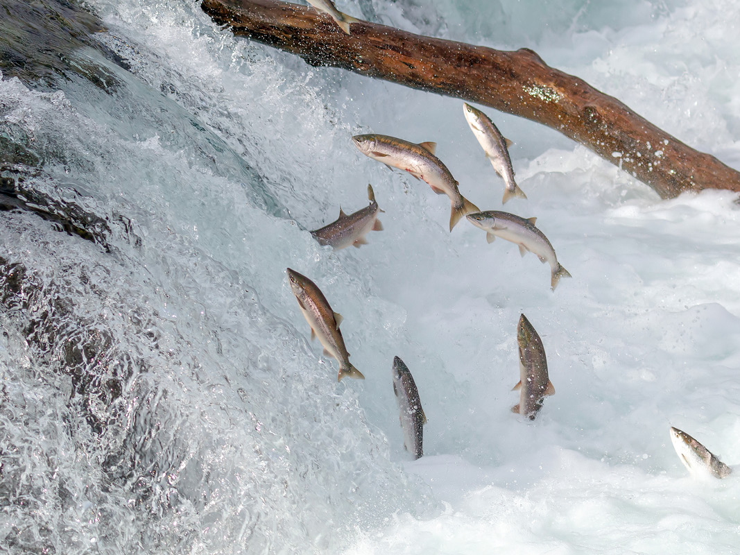 Les poissons sautent dans l'eau