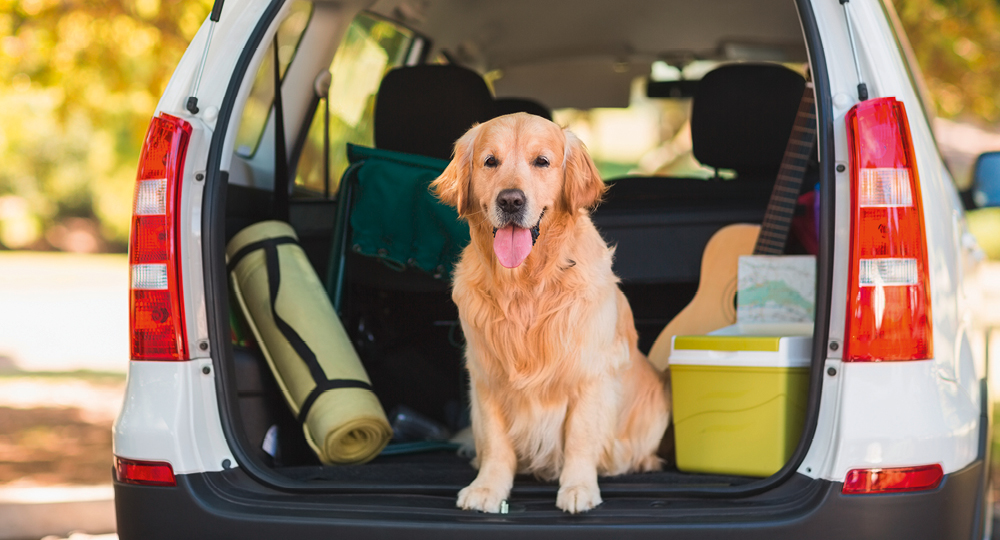 Hund im Kofferraum eines Autos