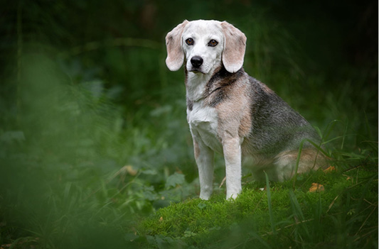 Hund von Michèle Isoz